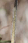 Carolina anemone